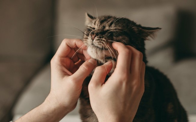 8 dicas para facilitar a escovação do seu gato