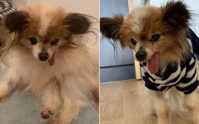 Cachorro considerado o mais velho do mundo morre aos 30 anos 3a62ok0g7rh6p4bfwymuf6739