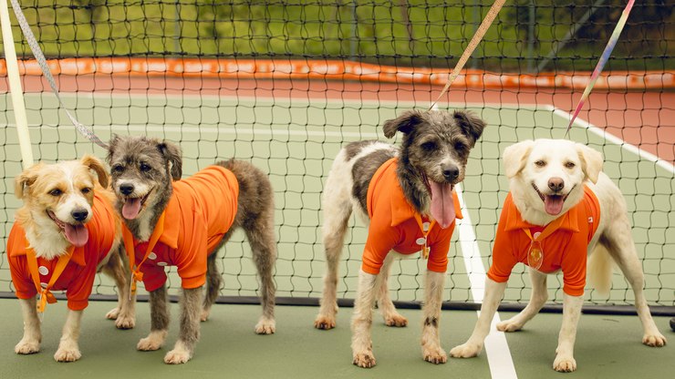 CãoDulas roubam a cena em campeonato de tênis no Rio de Janeiro