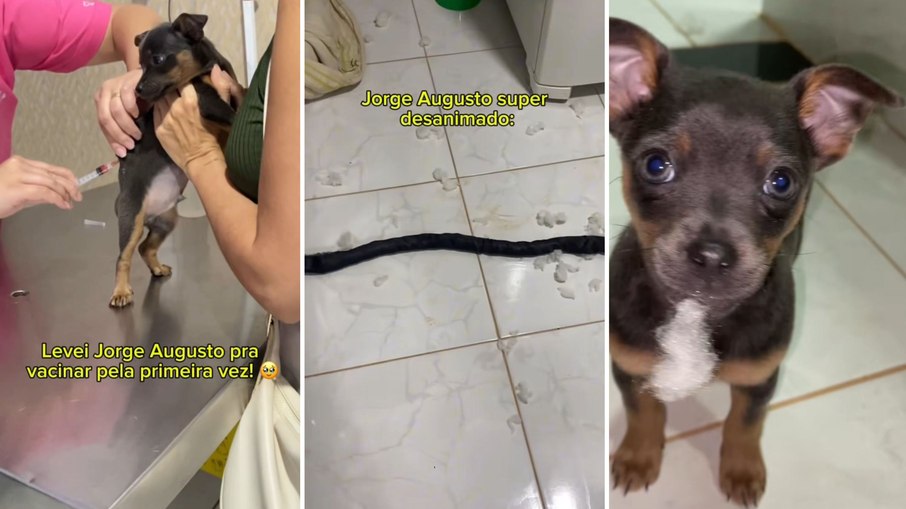 Cachorrinho toma vacina e 