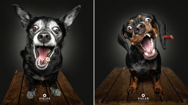 Fotógrafo viraliza com cliques inusitados de cachorros