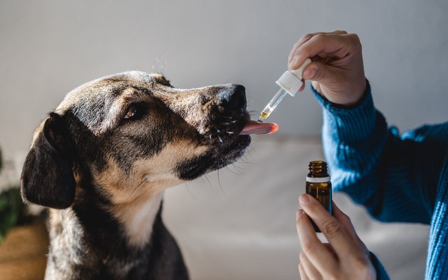 Verminoses em cães: conheça as causas, sintomas e tratamentos