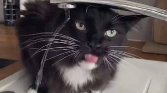 Gatinho toma água de jeito diferente e viraliza na internet