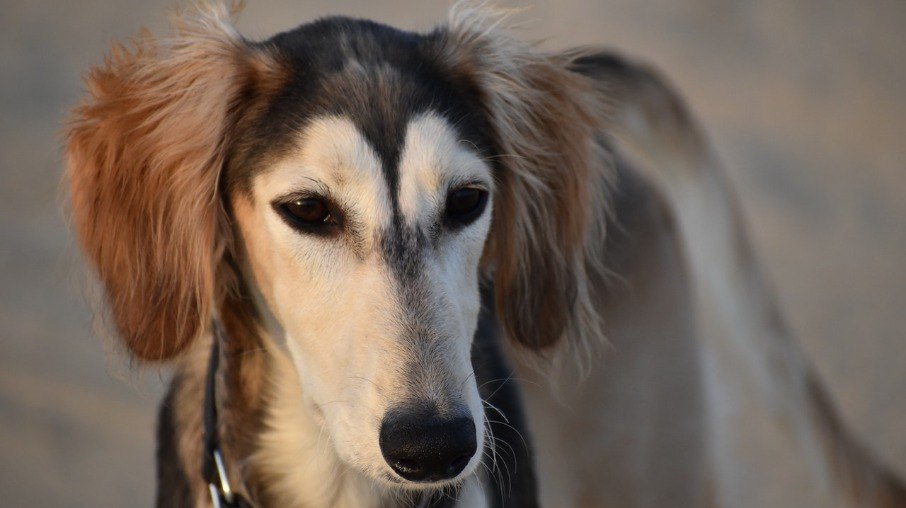 Com aparência graciosa, o Saluki tem natureza de caçador