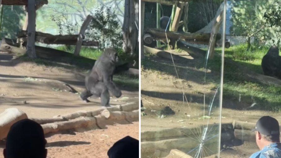 Gorila quebra vidro em zoológico e assusta visitantes