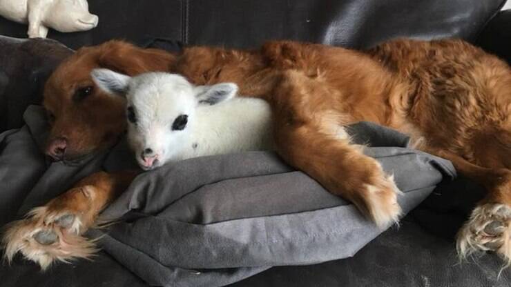 Bezerro se torna amigo inseperável de cachorro após ser resgatado