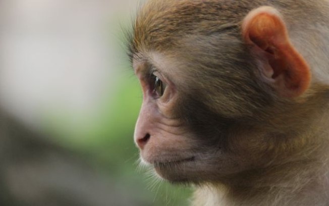 Cientistas usam células-tronco para criar o primeiro macaco quimérico do mundo