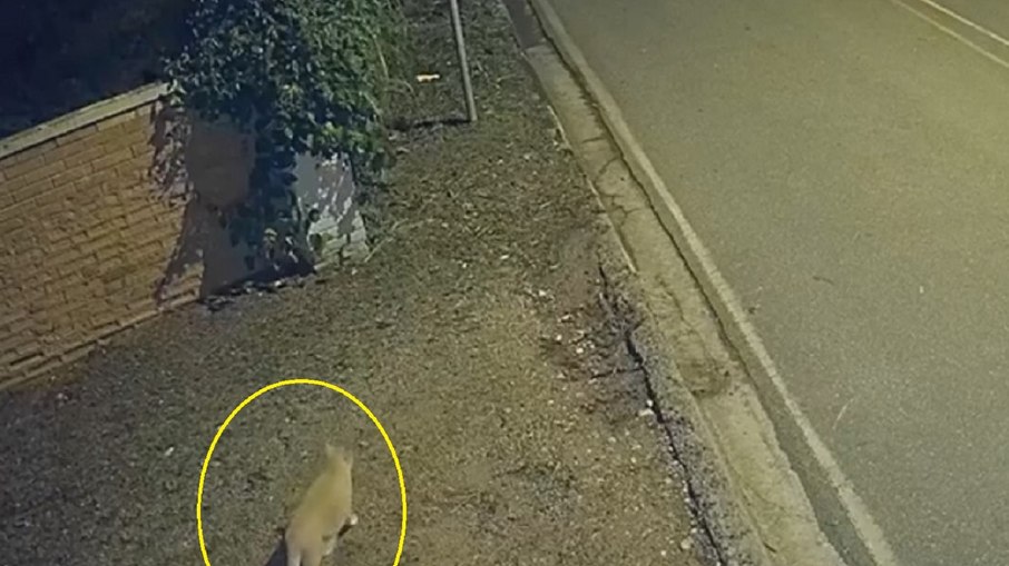 Imagem mostra gato após fuga de cachorros-do-mato