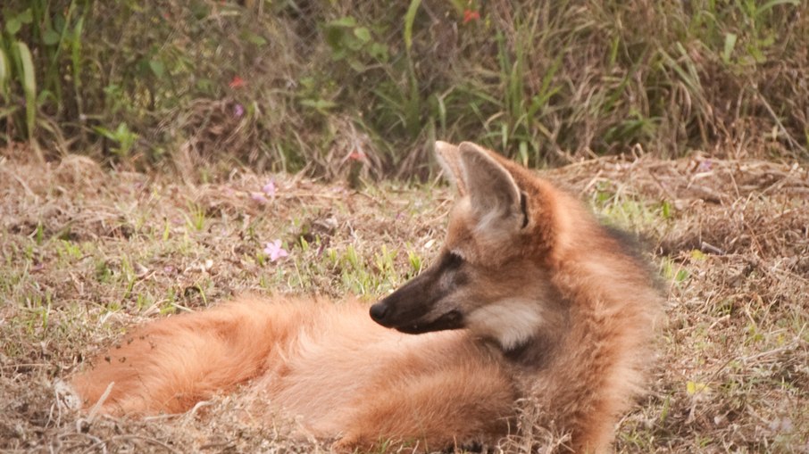 Lobo-guará Lobo-guará
