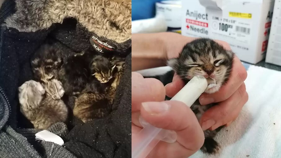 Os gatinhos tinham 9 dias de vida quando foram abandonados na porta do abrigo