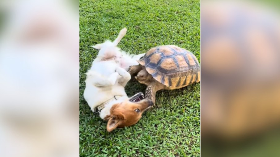 Cachorro e tartaruga provam que amizade vai além das espécies
