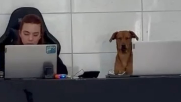Cachorro%20%22bate%20ponto%22%20e%20encara%20expediente%20ao%20lado%20da%20tutora
