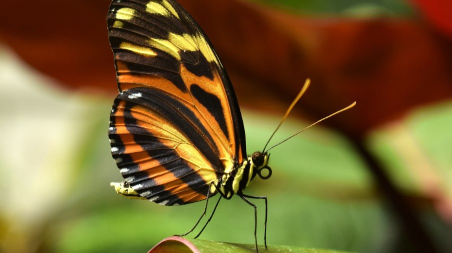 Borboleta Borboleta