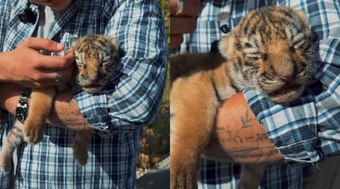 %20Filhote%20de%20tigre%20faz%20%22manha%22%20para%20dormir%20e%20web%20se%20derrete