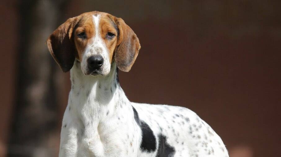 Cachorro Fila Brasileiro é a primeira raça brasileira reconhecida