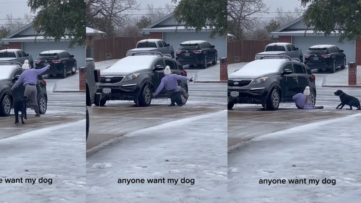 Cachorro corre em direção à tutora que estava escorregando e acaba sendo mais uma vítima do gelo