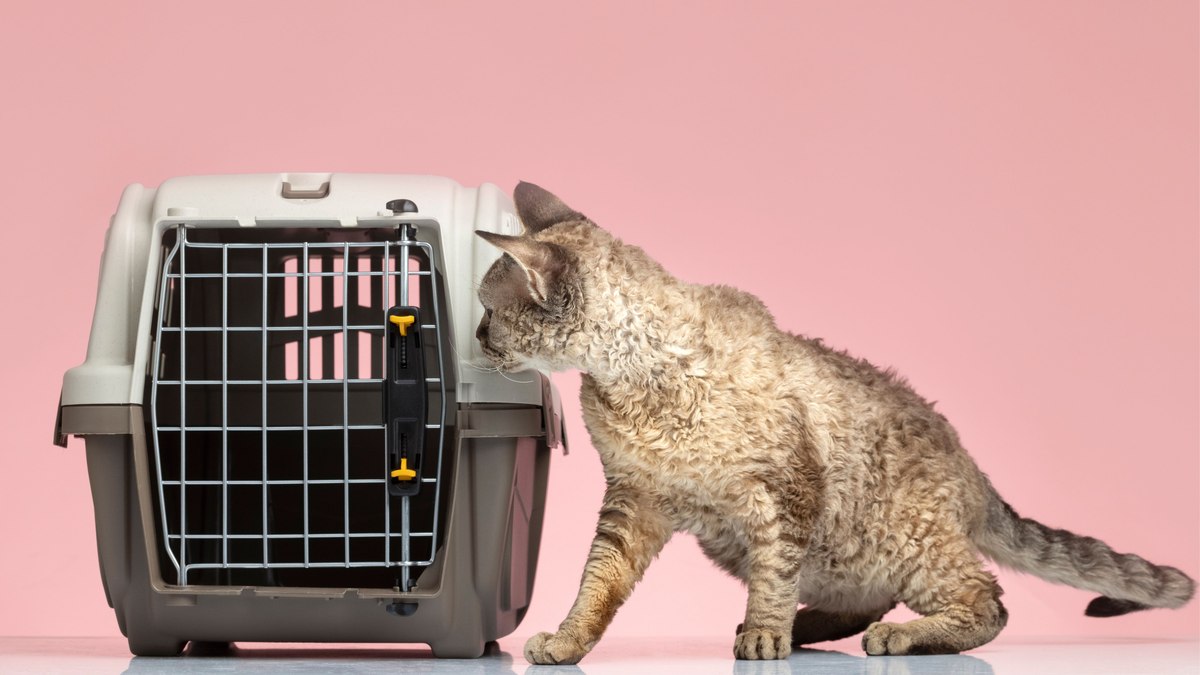 Vai viajar com o gato? Saiba o que é mito e verdade