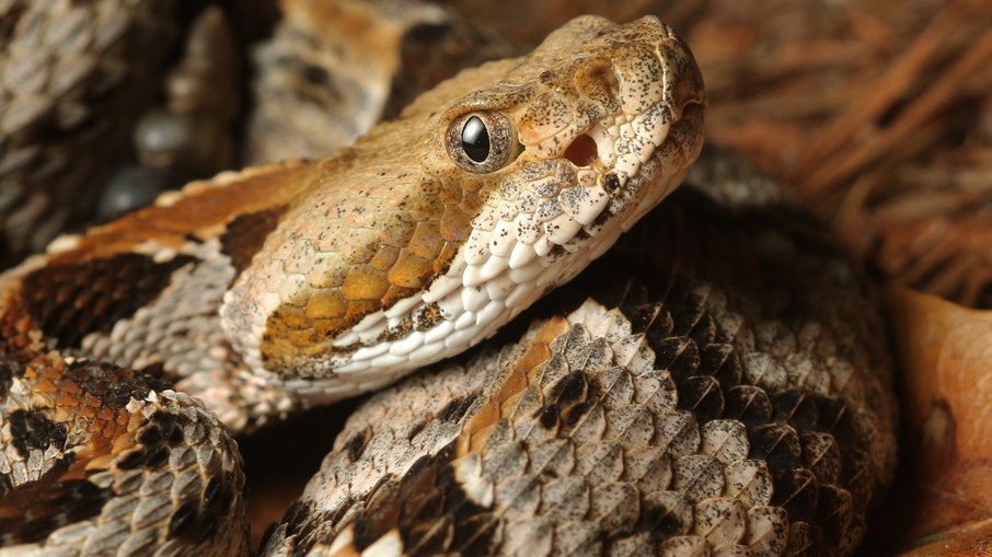 A cascavel é extremamente venenosa