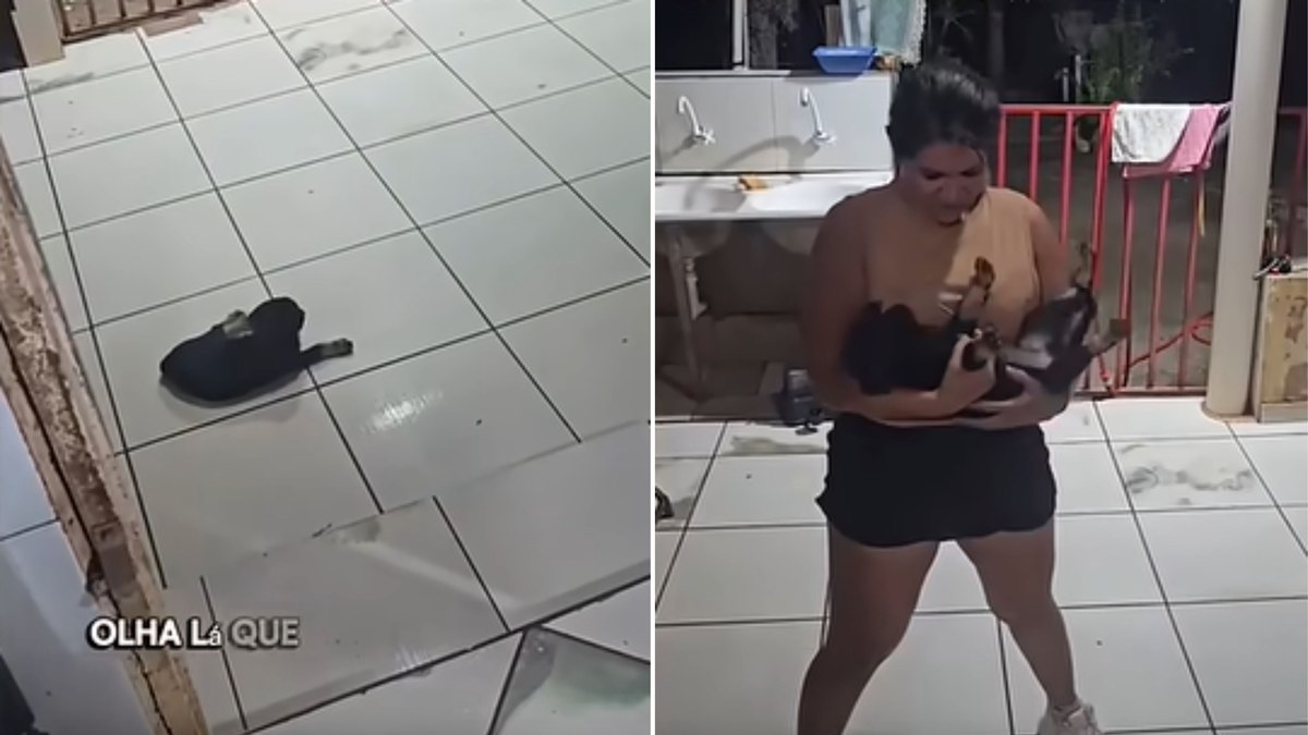 Emoção! Cãozinho Adotado Derrete Coração da Mãe em Vídeo Viral