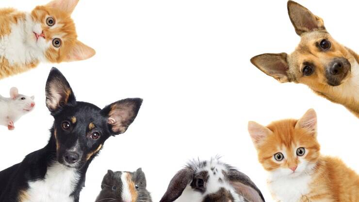 No Dia Nacional dos Animais, confira benefícios do mercado para o seu pet