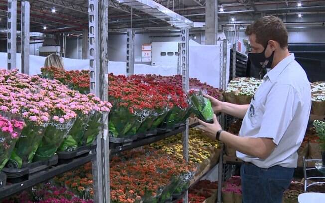 Mercado de flores aposta em novidades e prevê alta de 12%
