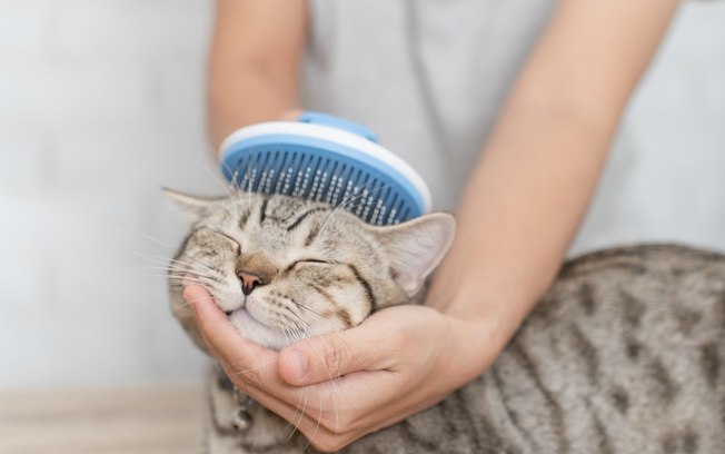 Saiba como escovar gatos sem problemas