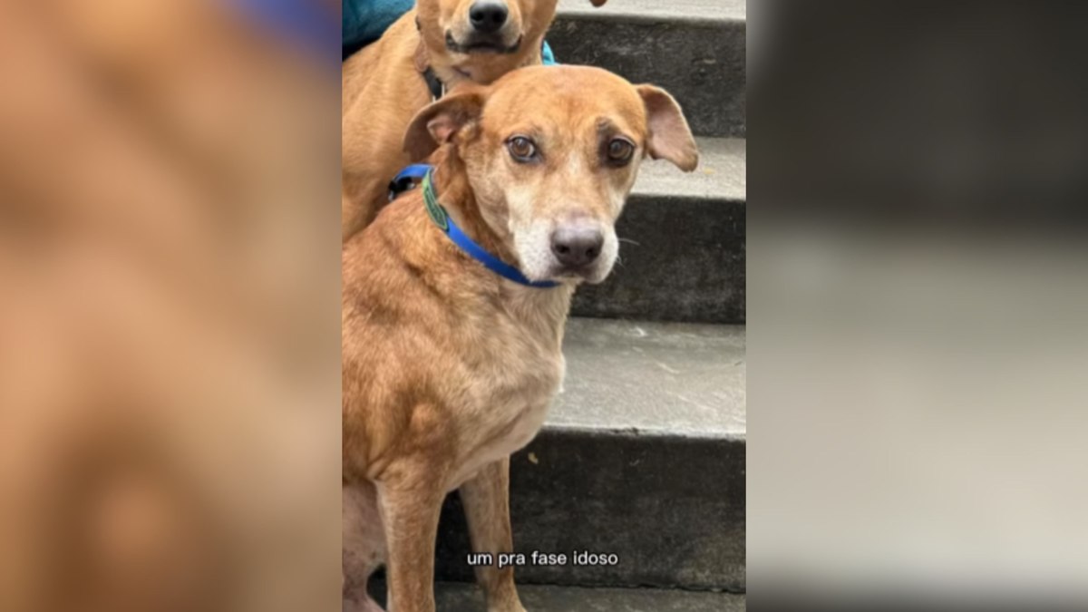 Curiosidades sobre os cães que deram vida ao filme Caramelo Curiosidades sobre os cães que deram vida ao filme Caramelo