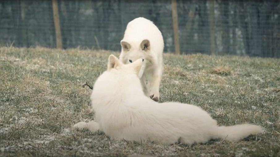 Romulus, Remus e Khaleesi foram os filhotes geneticamente modificados Romulus, Remus e Khaleesi foram os filhotes geneticamente modificados