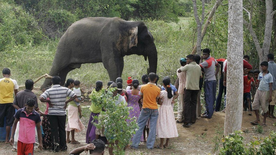 Filho de funcionário foi pisoteado por elefante até a morte