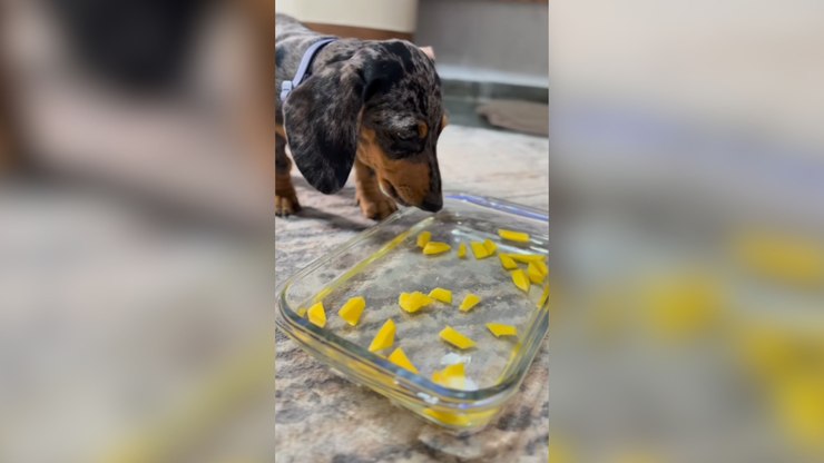 Frutas na água: atividade simples refresca e anima cães