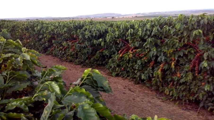 Plantação de café em Campinas