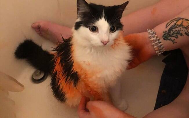 Gato pintado de laranja