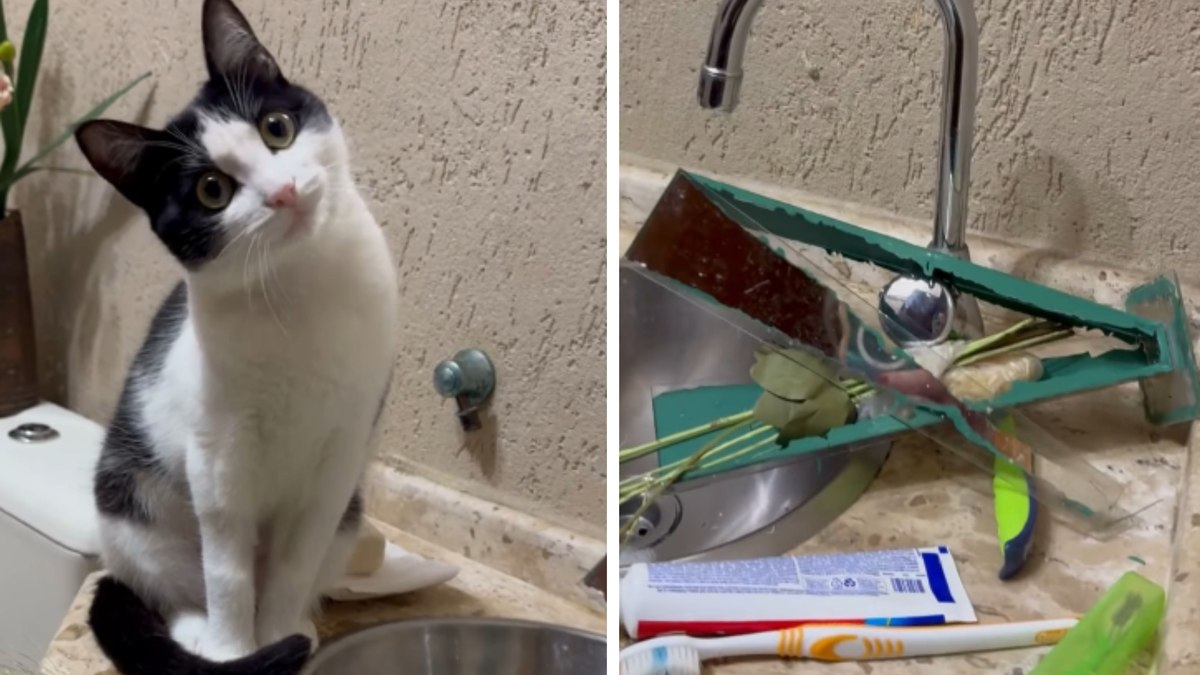 Gatinha quebra tudo no banheiro e se faz de desentendida