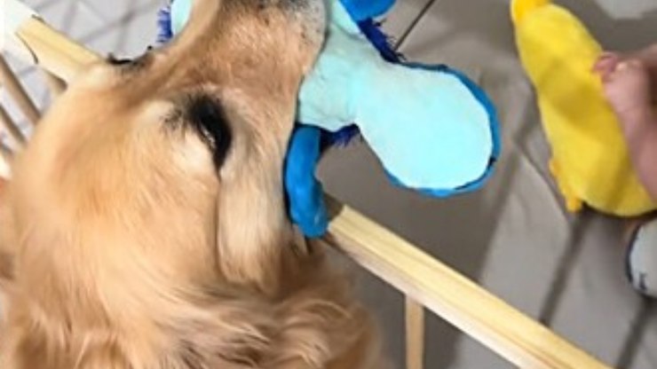 Golden retriever presenteia bebê com seus brinquedos