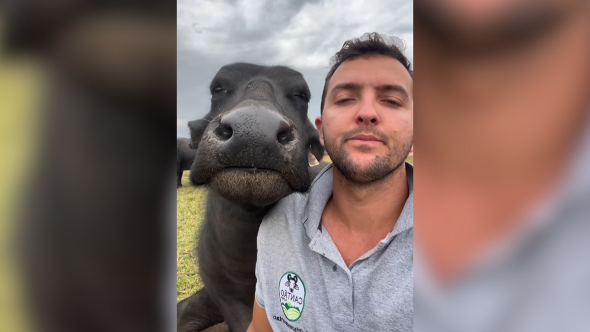 Búfala vence tutor em desafio: 'Quem rir primeiro perde'