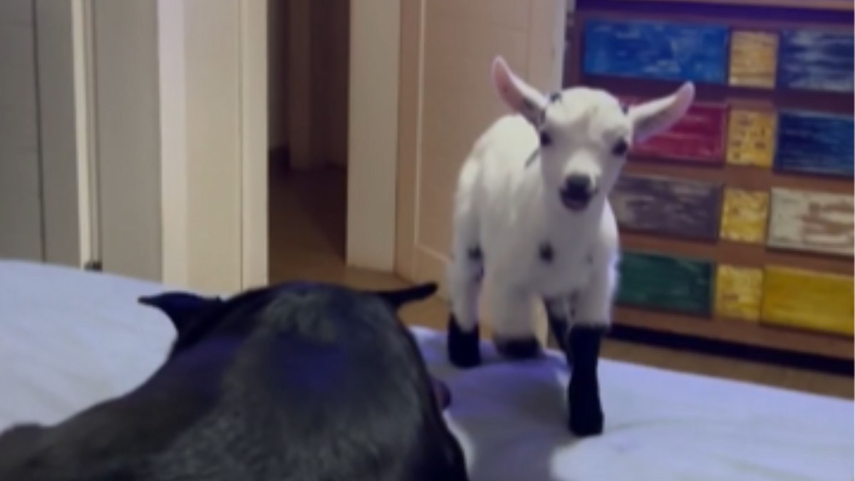 Mini bode ‘rejeitado’ pela mãe é adotado por cinco cachorros