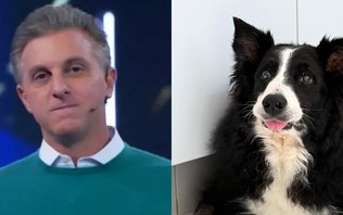 Luciano Huck lamenta morte de cão, que foi atacado por jararaca
