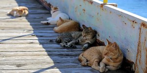 Conheça a ilha onde os moradores recebem para cuidar de gatos