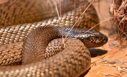 Homem é mordido por cobra mais venenosa do mundo; saiba mais