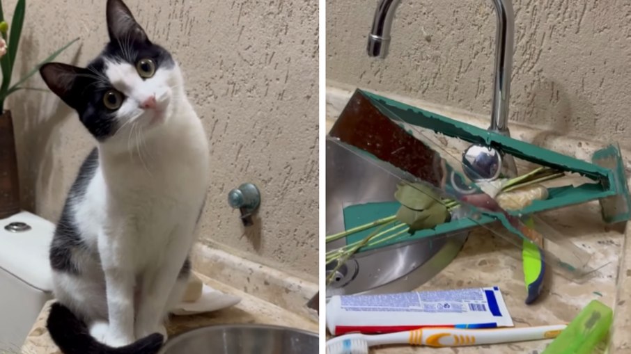 Gata é flagrada após fazer a maior bagunça no banheiro