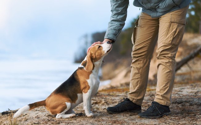 7 dicas para se aproximar de um cachorro desconhecido