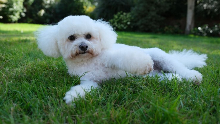 7 diferenças entre o poodle e o bichon frisé