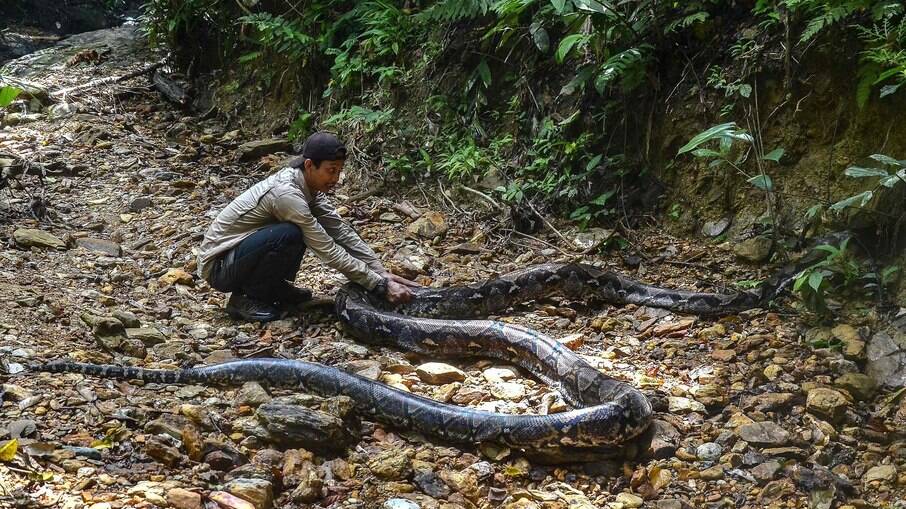 Cobra de 9 metros é resgatada na Indonésia