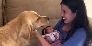 Golden conhece bebê recém-nascida e cena emociona web