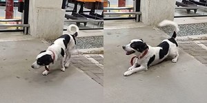 Cão usa charme para convencer segurança a entrar em mercado