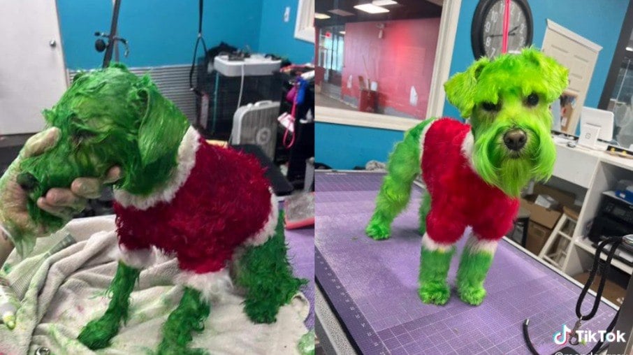 Mulher recebe críticas ao pintar o cachorro para as festas de fim de ano