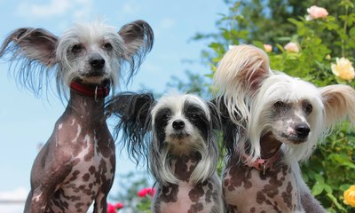 Cão de Crista Chinês esbanja beleza exótica e muito afeto pelos donos