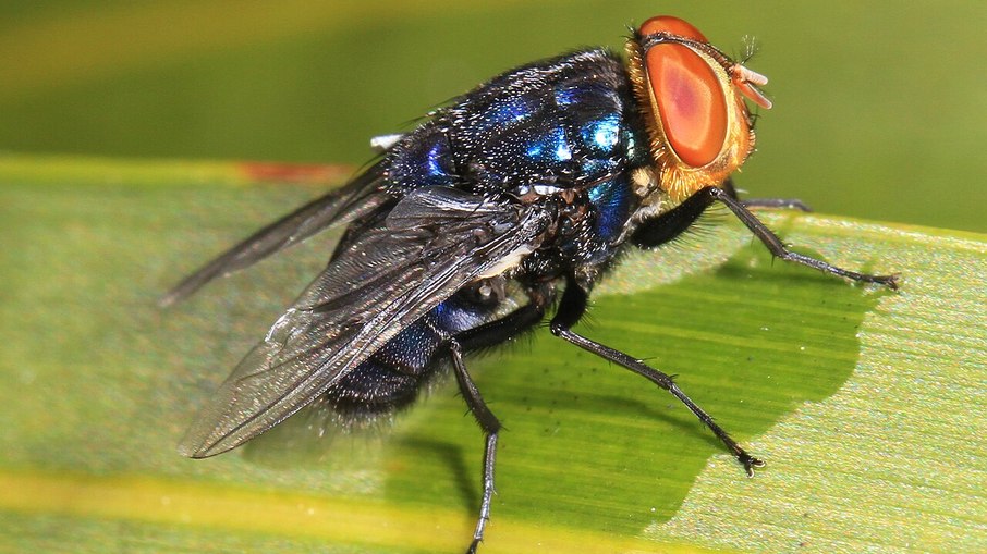 Cochliomyia hominivorax