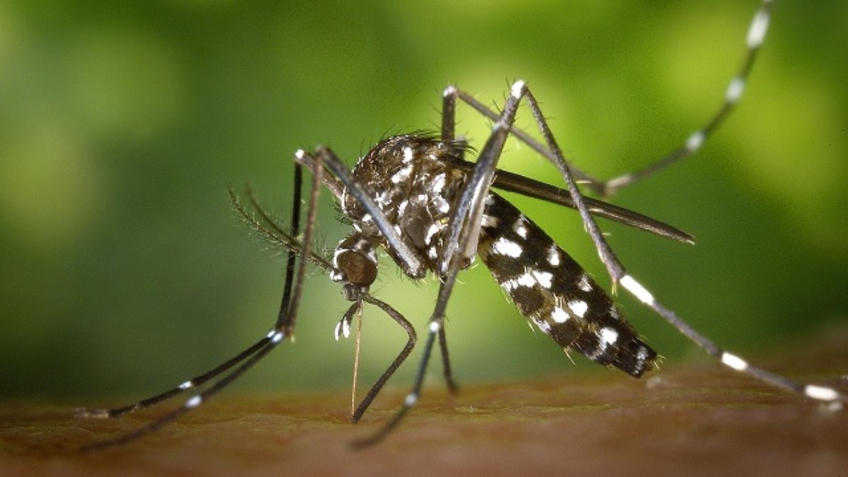 A principal forma de prevenção à dengue é a vacinação