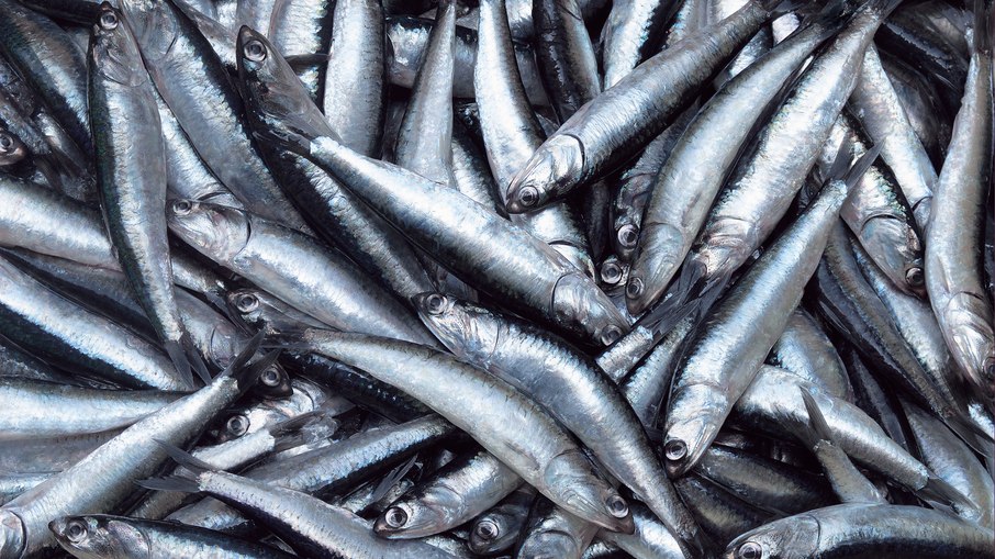 Governo do Peru limitou a pesca de anchova no país para diminuir riscos causados pelo El Niño